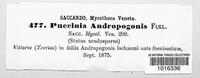 Puccinia andropogonis image